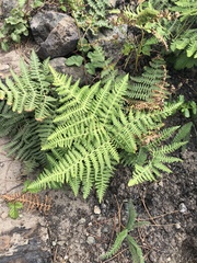 Pteridium aquilinum pubescens