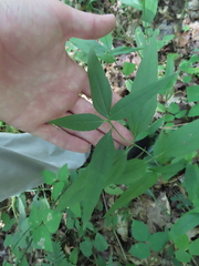 Helianthus strumosus
