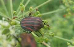 Graphosoma rubrolineatum