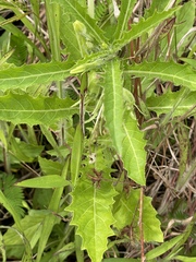 Hippobroma longiflora