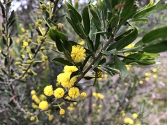 Acacia paradoxa