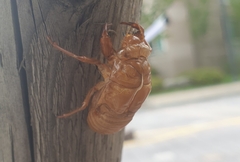 Hyalessa maculaticollis