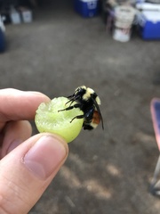 Bombus huntii