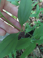 Helianthus strumosus