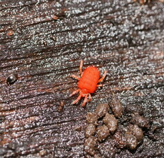 Trombidioidea
