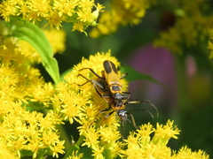 Chauliognathus pensylvanicus