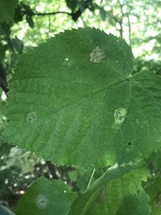 Phyllonorycter lucetiella