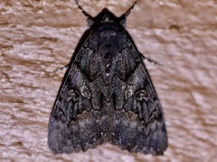 Catocala antinympha