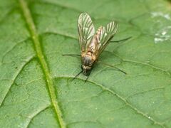 Rhagio