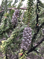 Melaleuca diosmifolia