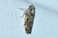 Scaphoideus opalinus