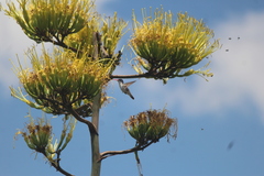 Leucolia violiceps
