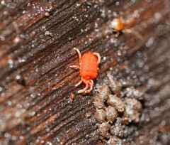 Trombidioidea