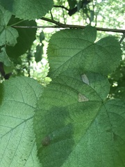 Phyllonorycter lucetiella
