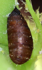 Dioprosopa clavata
