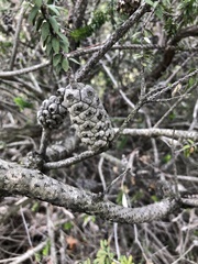 Melaleuca diosmifolia