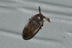 Throscidae