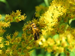 Chauliognathus pensylvanicus