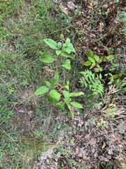 Phytolacca americana