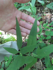 Helianthus strumosus