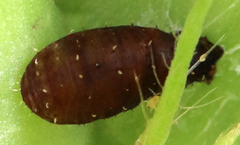 Dioprosopa clavata