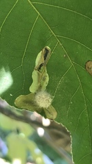 Caryomyia