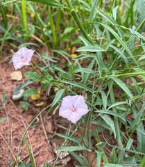 Convolvulus equitans