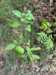 Phytolacca americana