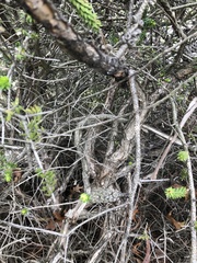 Melaleuca diosmifolia