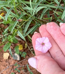 Convolvulus equitans