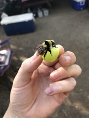 Bombus huntii