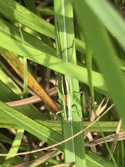 Conocephalus exemptus