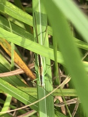 Conocephalus exemptus