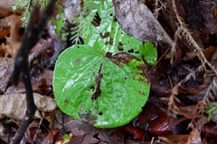 Cercis canadensis