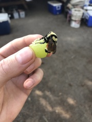Bombus huntii