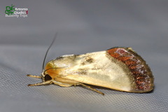 Westermannia triangularis