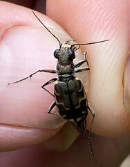 Cicindela repanda