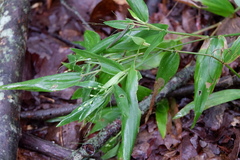 Dichanthelium commutatum commutatum