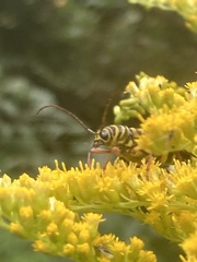 Megacyllene robiniae