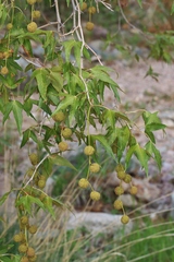 Platanus wrightii