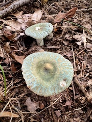 Virescentinae