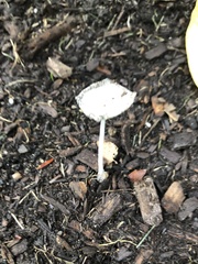 Coprinopsis lagopus