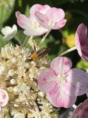 Chauliognathus pensylvanicus