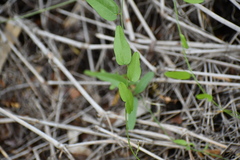 Cocculus diversifolius