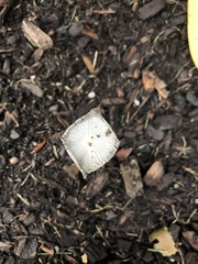 Coprinopsis lagopus