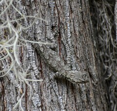 Sceloporus grammicus