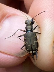Cicindela repanda