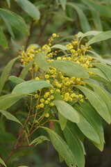 Acacia obliquinervia