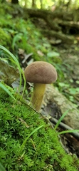 Tylopilus rubrobrunneus