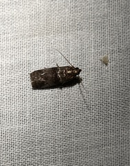 Moodna ostrinella